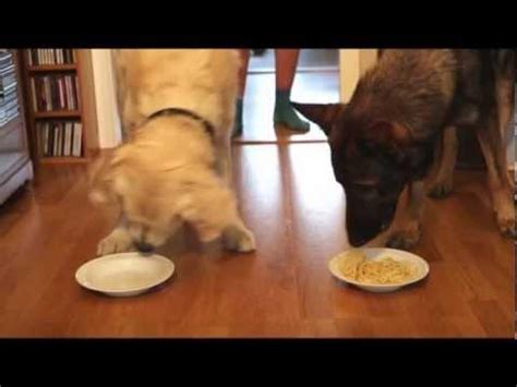 S­p­a­g­e­t­t­i­ ­Y­e­m­e­ ­Y­a­r­ı­ş­m­a­s­ı­:­ ­G­o­l­d­e­n­ ­R­e­t­r­i­e­v­e­r­ ­v­s­.­ ­A­l­m­a­n­ ­Ç­o­b­a­n­ ­K­ö­p­e­ğ­i­